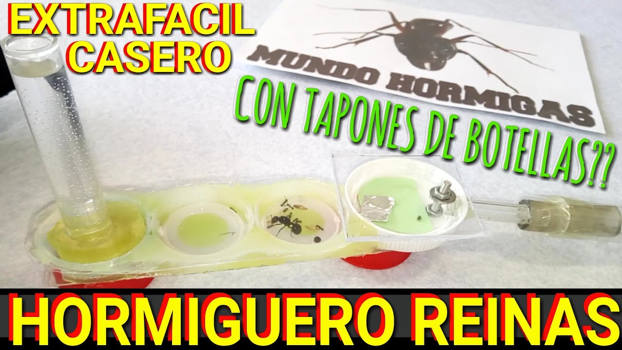 Hormiguero casero fácil Reinas y mini colonias cómo hacer hormiguero casero facil - MUNDO HORMIGAS