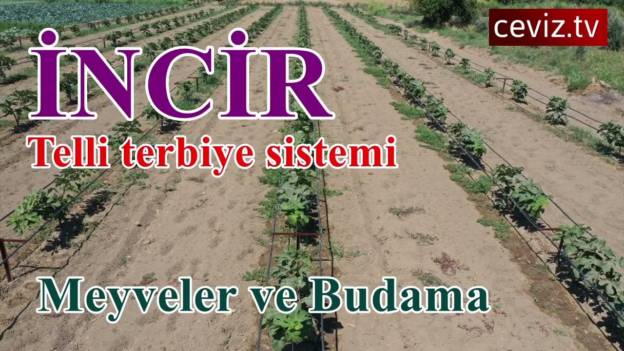 #incir bahçesinde #telliterbiye sisteminde #meyveler ve #budama #fig #figgarden #garden