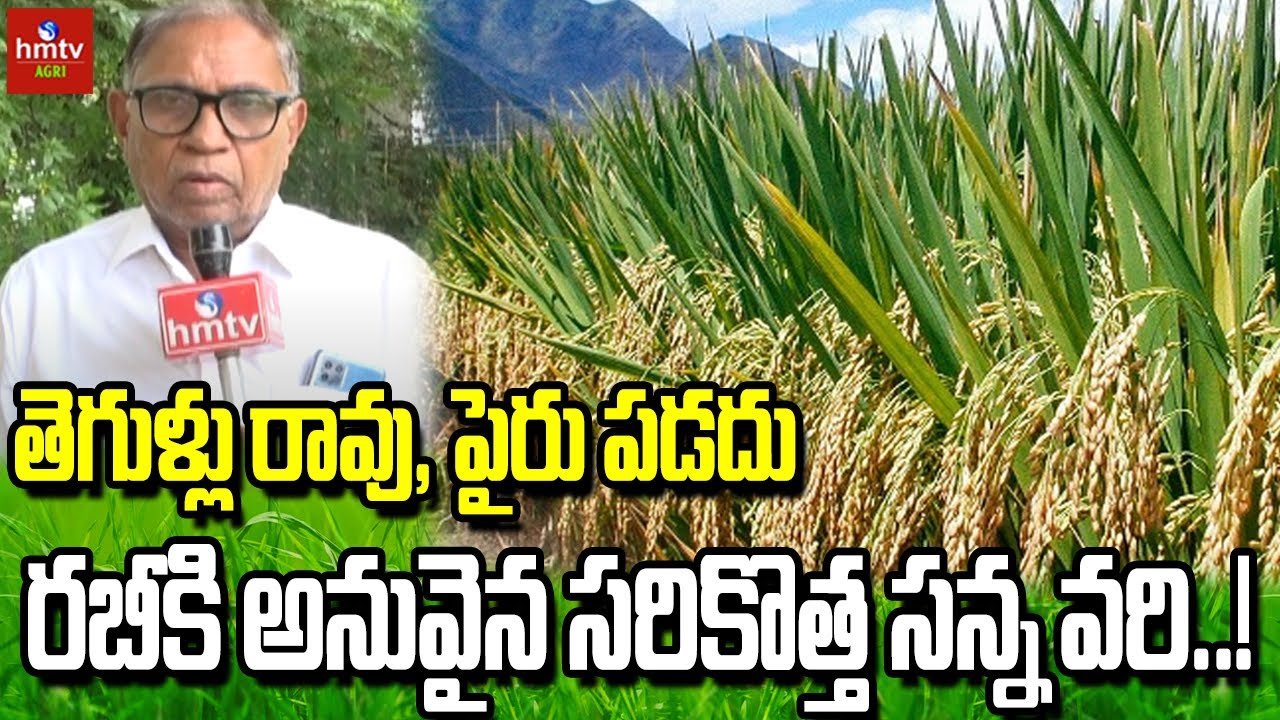 తెగుళ్లు రావు, పైరు పడదు రబీకి అనువైన సరికొత్త సన్న వరి..! | hmtv agri