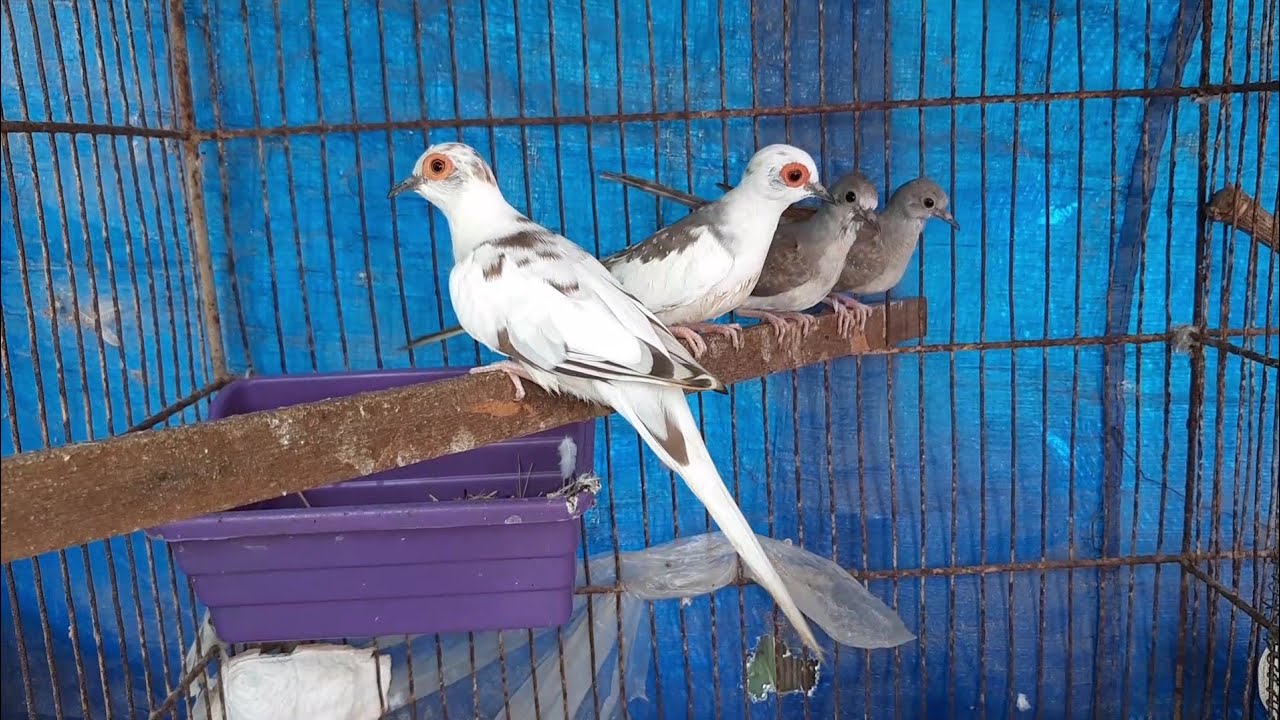 Visited at Diamond Pied White tail Doves Setup