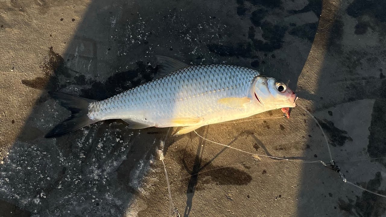 xezer denizi 29.08.2025 kifal  vobla ovu