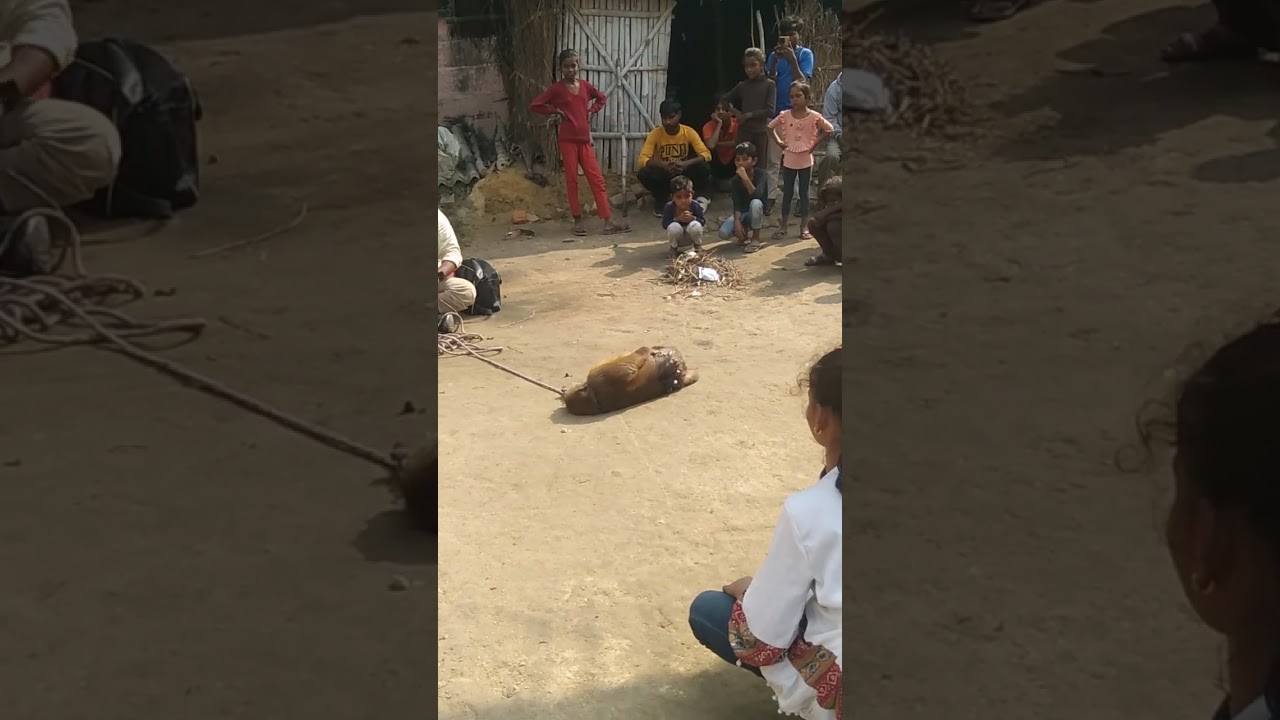 Bandar ka dance###😂😂###viralvideo  🐒🐒🐒🐒