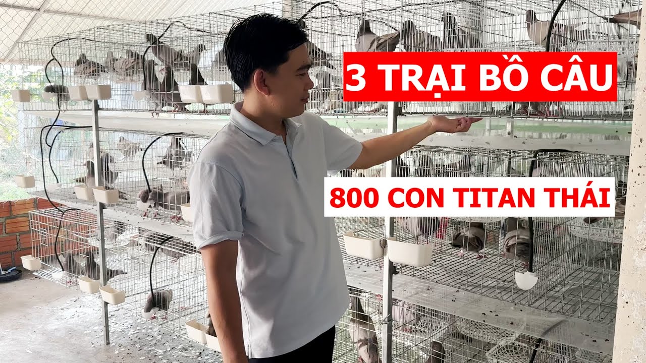 Làm một lúc 3 trại bồ câu TITAN THÁI cho các đại gia, tổng cộng 800 con chim siêu chất lượng