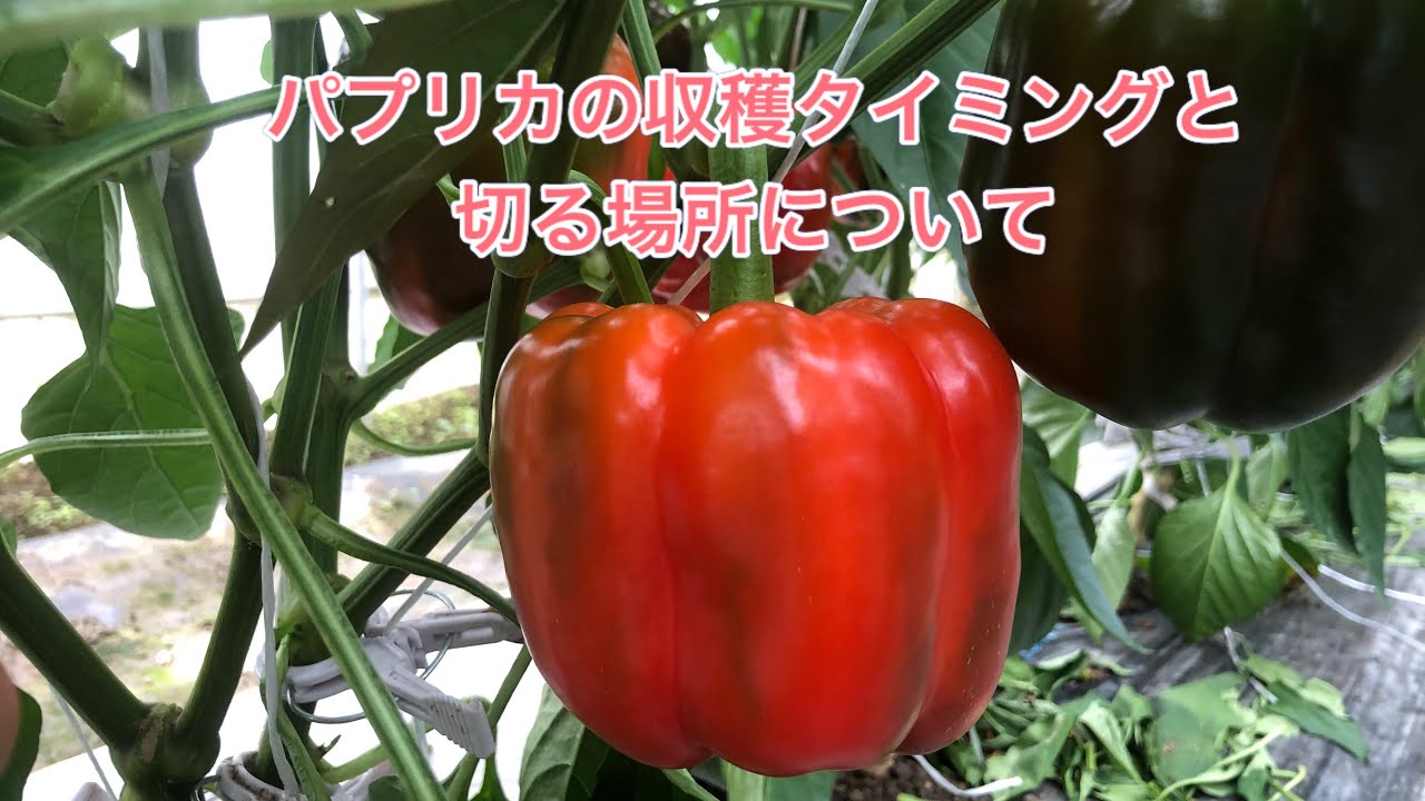 パプリカの栽培方法その8