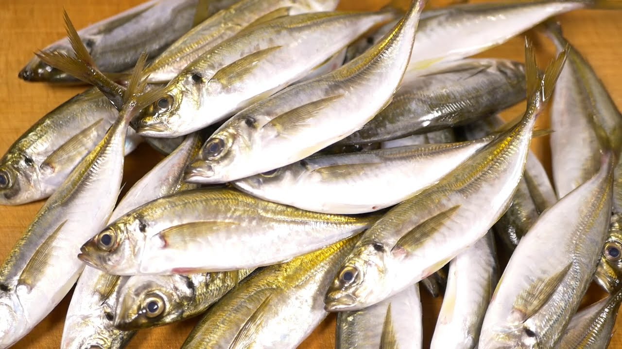 小アジのさばき方～アジのたたきと寿司の作り方～How to fillet a Japanese horse-mackerel and make sushi.