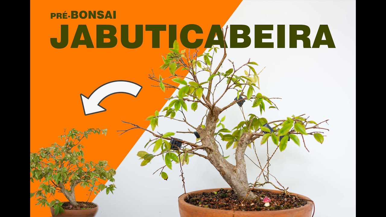 JABUTICABA HÍBRIDA: Um bonsai a caminho