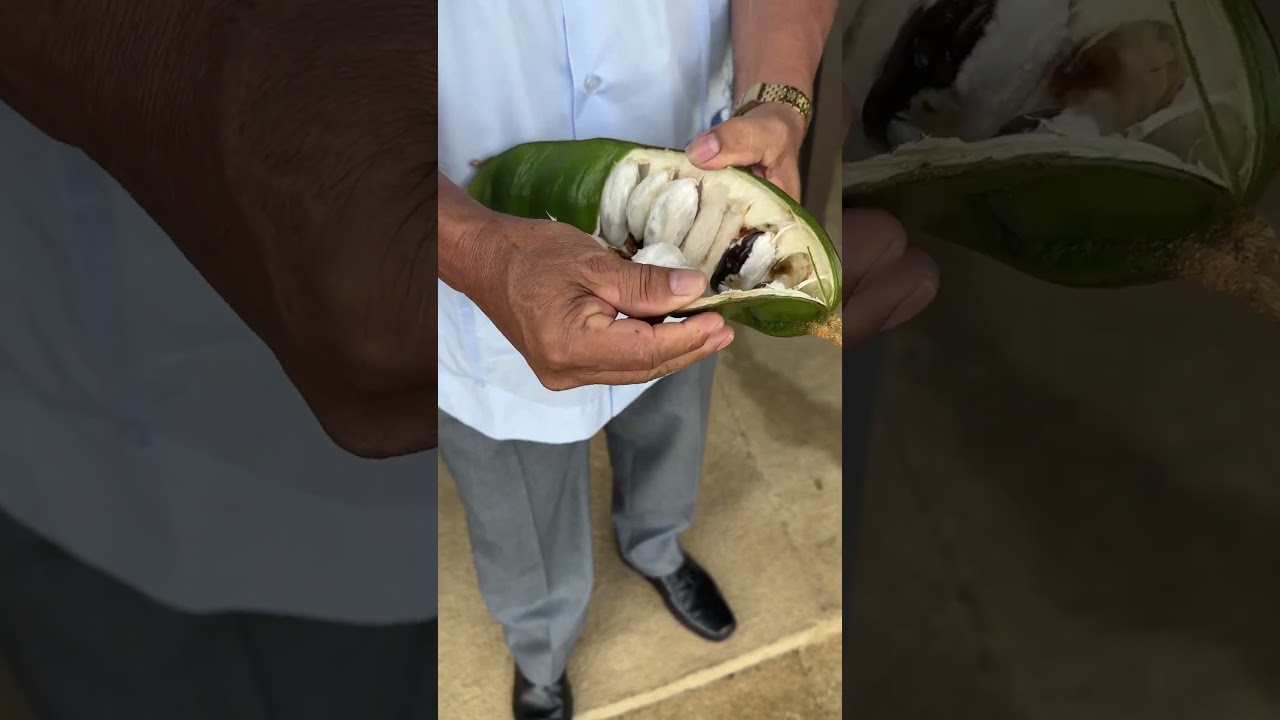 Enjoying a delicious guaba fruit. What's it called in your country? #fruits #ecuador #delicious #...