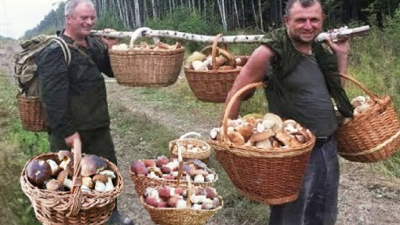 Грибы 2024 МЕГА В ЛЕСАХ! ШОК!!! КОРЗИНЫ СЕГОДНЯ! ОГРОМНЫЕ БОЛЕТЫ БОРовики 🌕 СБОР ГРИБОВ