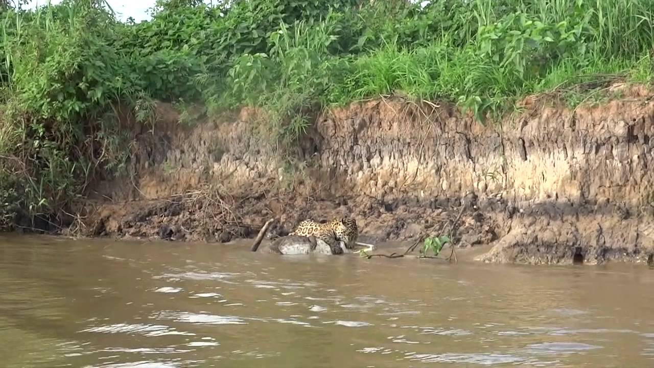 Jaguar attacks and kills caiman