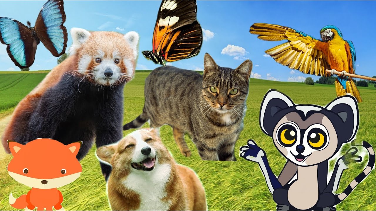 Cute Animal sounds. Learn about the characteristics of animals - Dog, Cat, Horse, Giraffe