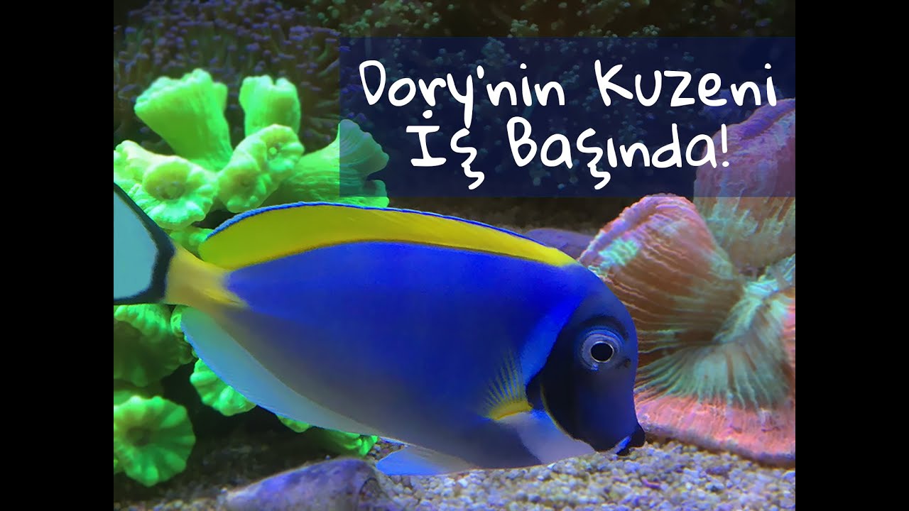 Dory'nin Kuzeni İş Başında! / Adventures of Dory's Cousin!