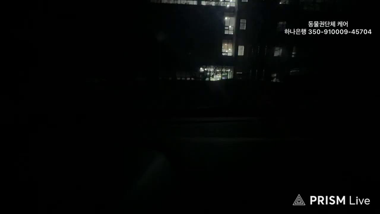 지자체가 돌려준 투견 다시 투견으로?/긴급 격리조치 요구💢2