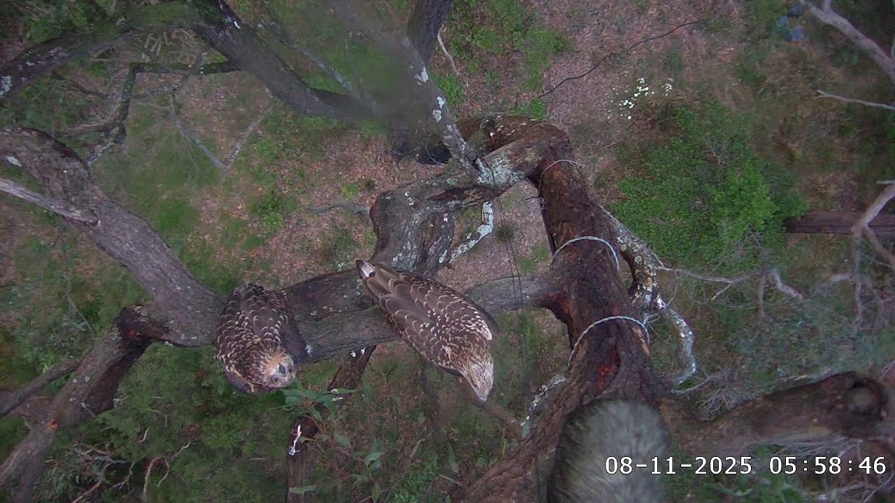 November 8. Both eaglets set off on new adventures, 84 & 83 days old /05:54/08-11-2025/Sea-EagleCAM