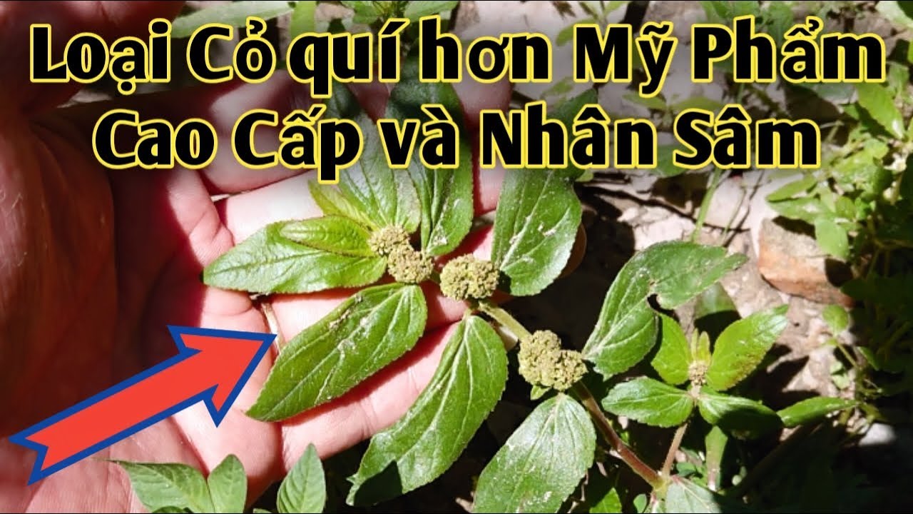 Loại Cỏ làm mờ thâm nám tàn nhang,trị Mụn,trị Nứt Môi,trị Hen Suyễn, trị Cổ Chướng.PHAN HẢI Channel