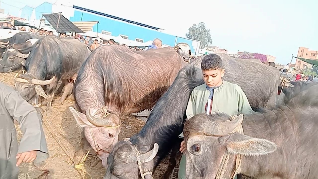 اسعار الجاموس الوالد والعشر واللبن في سوق التوفيقيه بحيره يوم 9/4/2025
