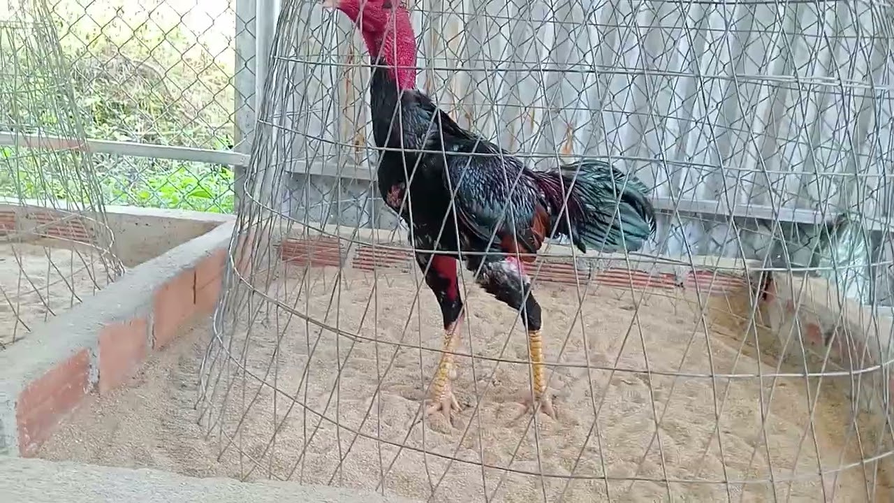 Mùng 5 tết, tía mào cao 2 bình dầu, zl 0358...006...146