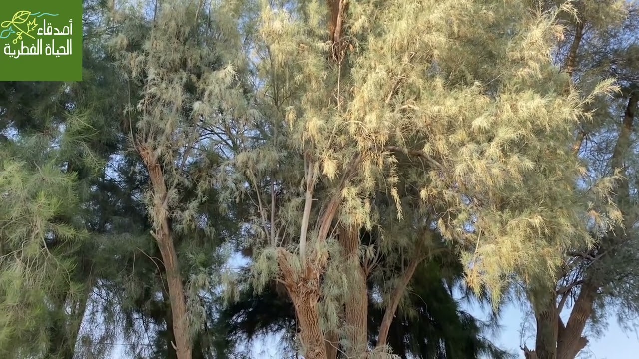 الأثل العربي والأثل الأمريكي (كازورينيا)