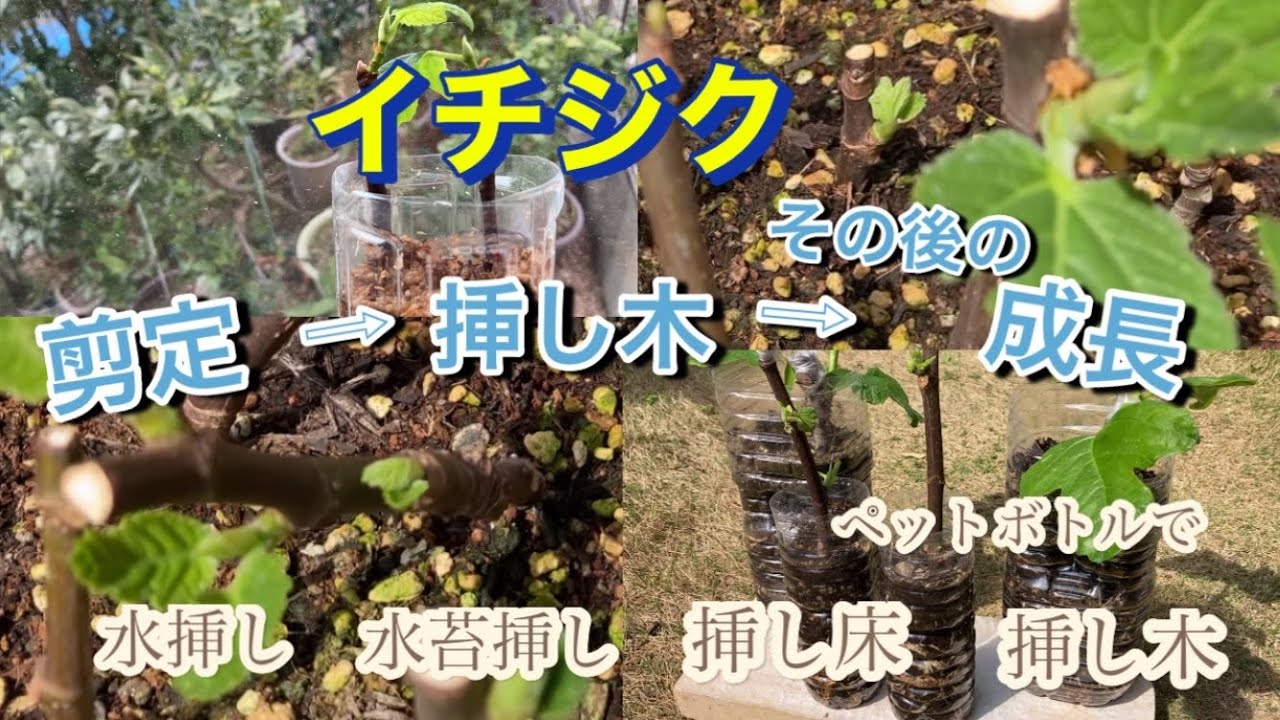 【イチジク鉢植え栽培】剪定→挿し木→成長過程を記録しました