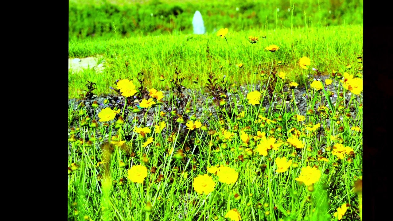 Flowers beat