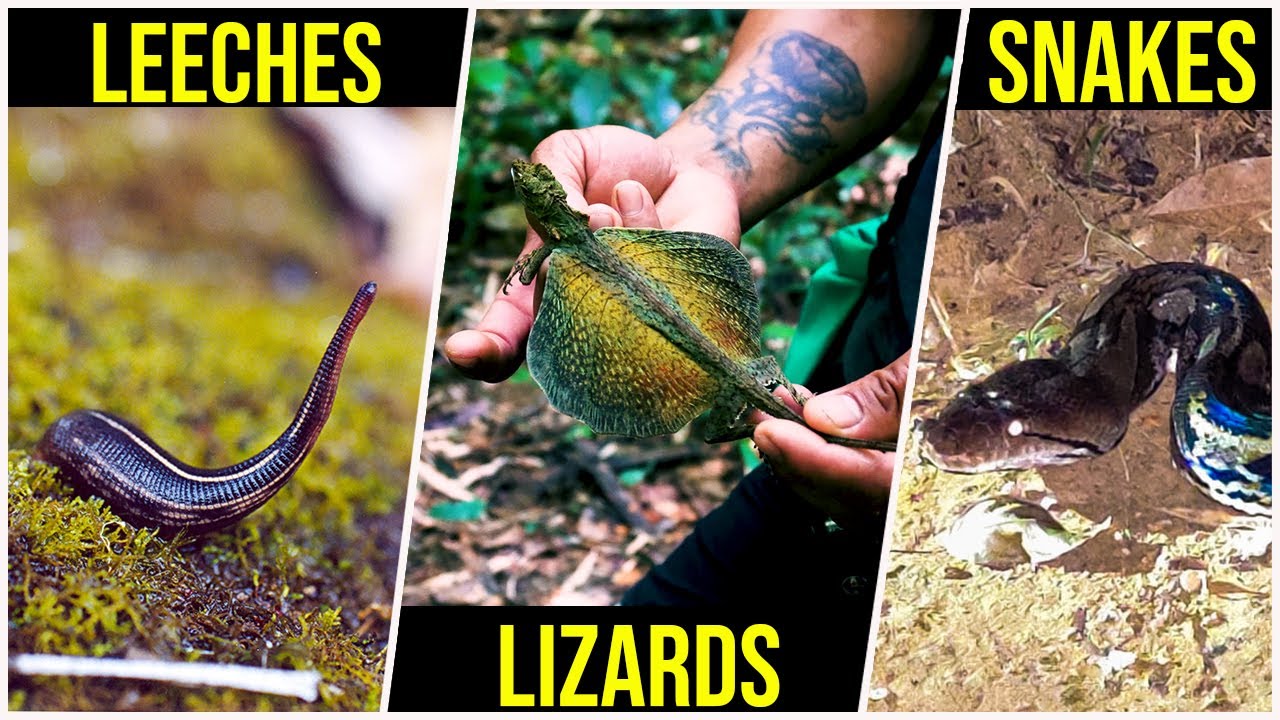 How to Survive Khao Sok National Park - Spiders, snakes, leeches, monkeys, lizards