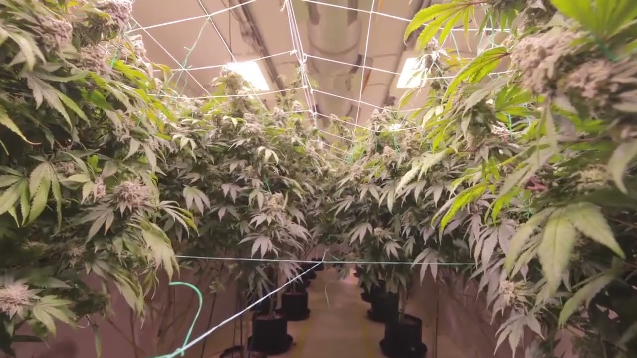 Strain Kings - A Shelf Above the Rest