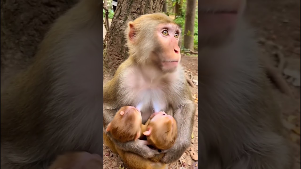 A Mother&rsquo;s Love: Monkey Nursing Her Babies!