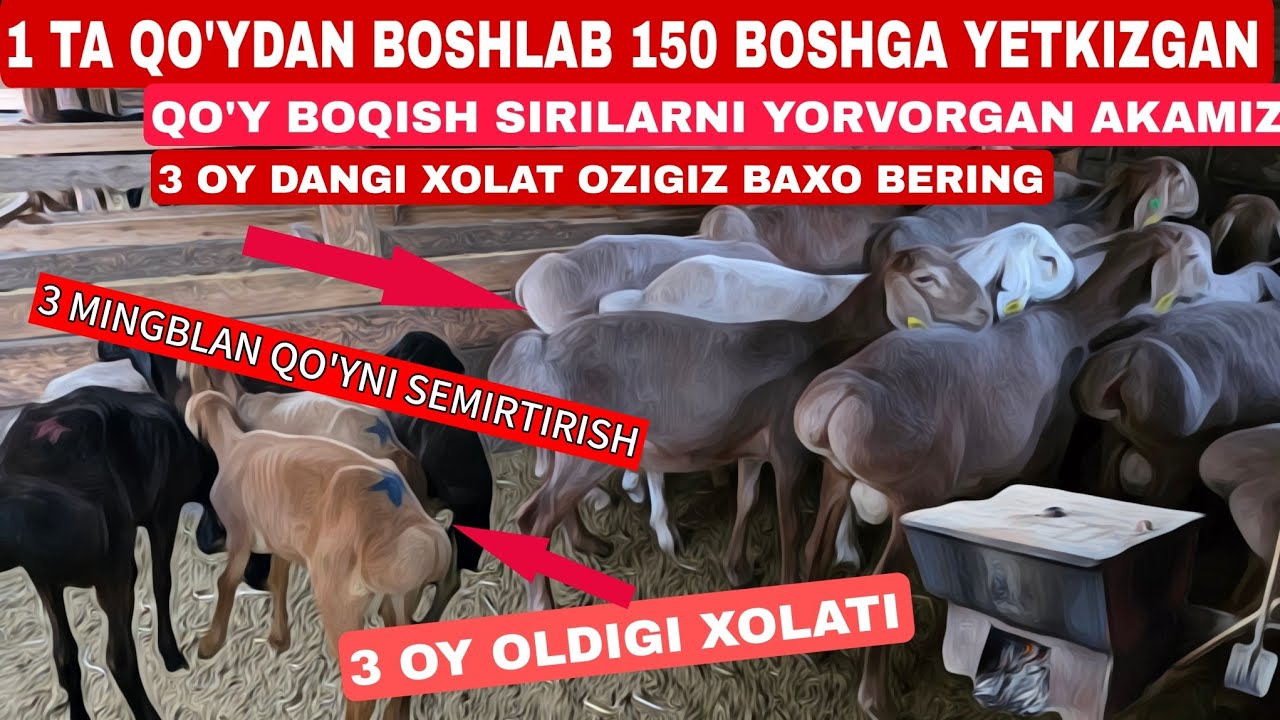 1 TA QO'YDAN BOSHLAB 150 BOSHGA YETKIZGAN UKAMIZ QO'Y BOQISH SIRILARNI YORVORGAN MANA BUNDAY BOLADI 