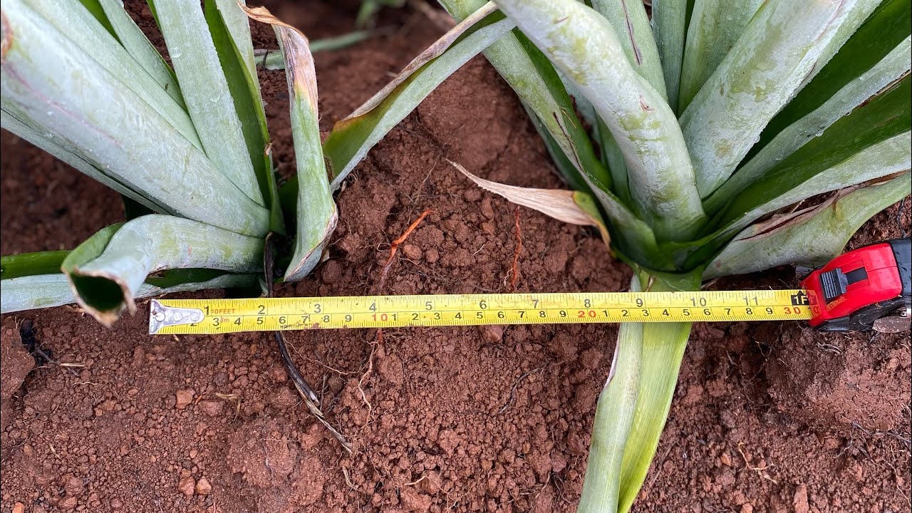 Consejos antes de sembrar una piña según modelo de Panamá