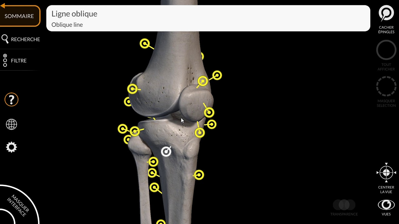 ANATOMIE 3D : SURFACES ARTICULAIRES de l’ARTICULATION du GENOU [2/2]