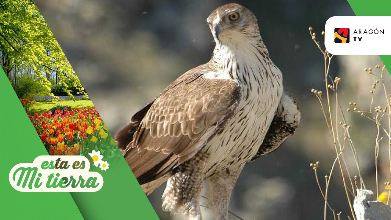 El águila perdicera