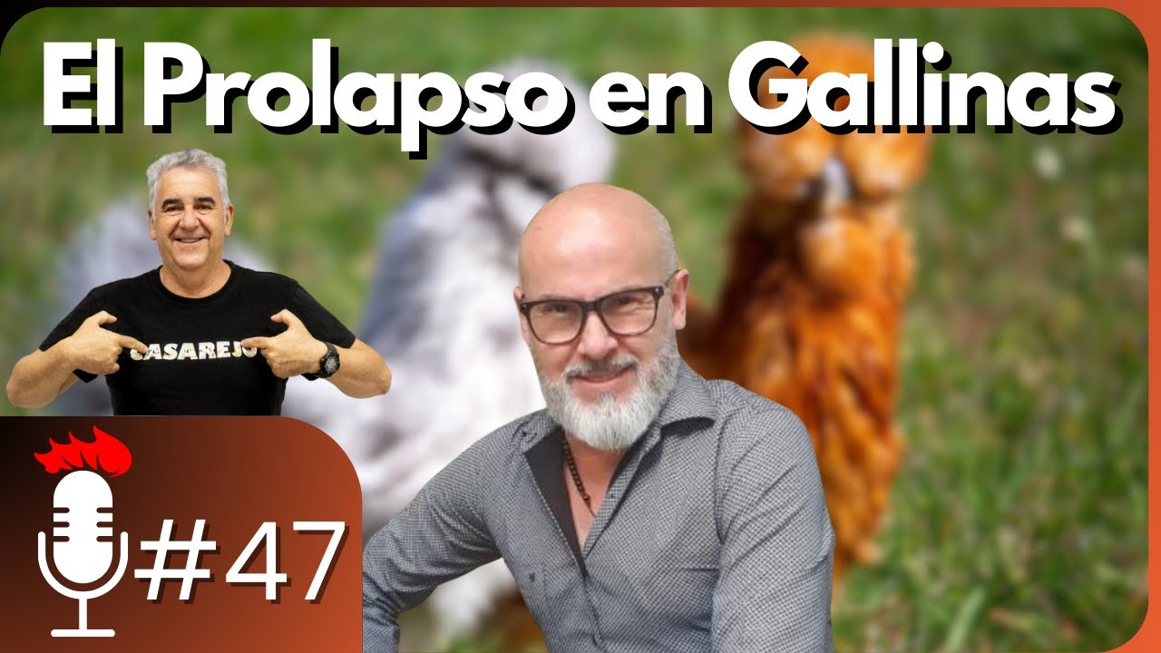 🎙️ El problema del PROLAPSO en las GALLINAS | Podcast #47 con Ronald Barquero