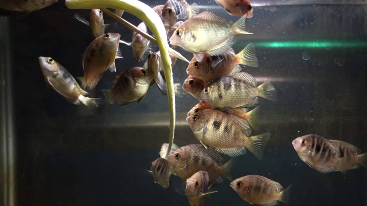 Etroplus canarensis / Canara Pearlspot Cichlids feeding on zucchini