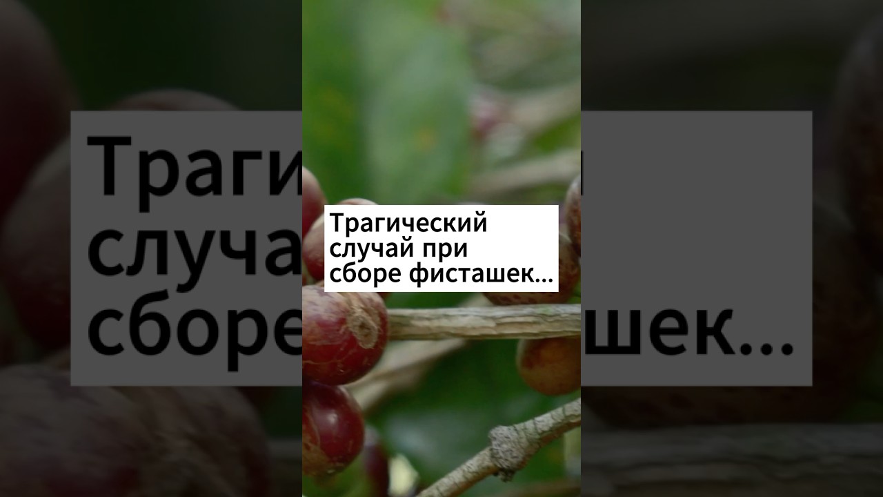 В Майлуу-Суу мужчина сорвался с обрыва при сборе фисташек
