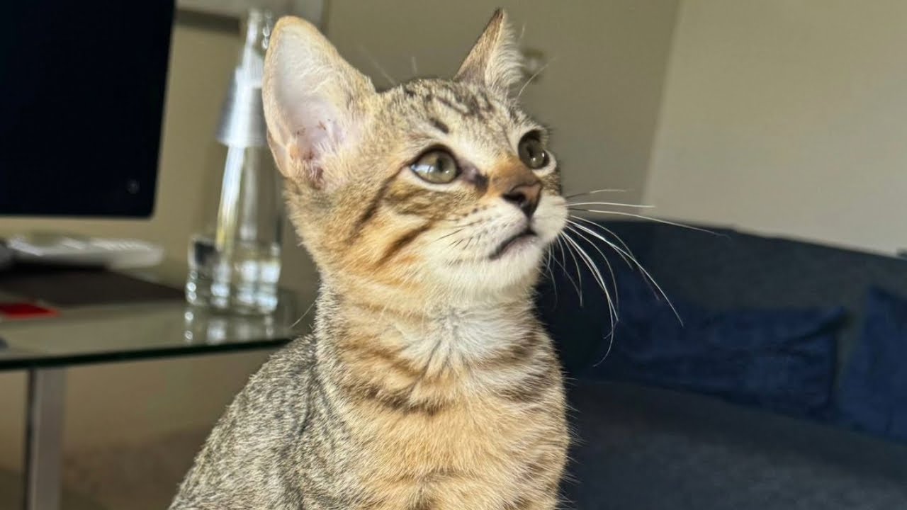 Most adorable kitten living on the side of a highway is saved and gets a new home