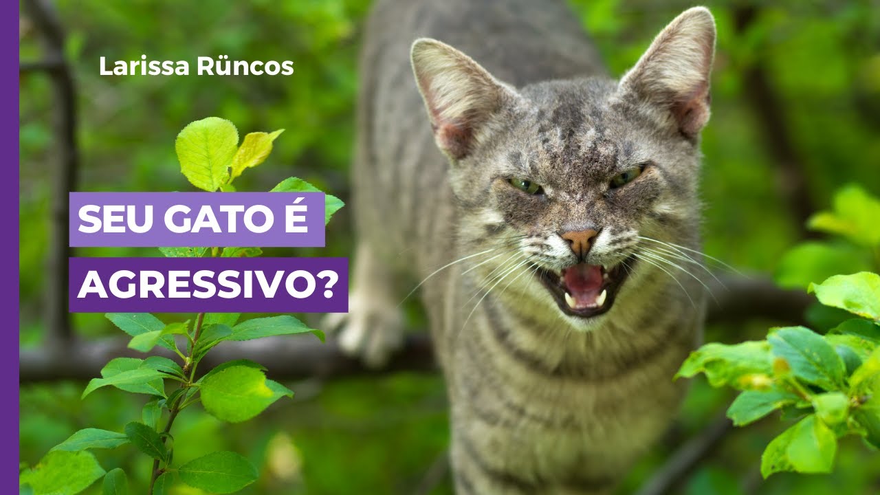 SEU GATO É AGRESSIVO?