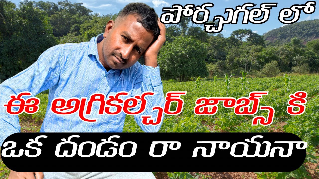 About Agriculture jobs in Portugal 🇵🇹🇵🇹 || Portugal Telugu videos 2024