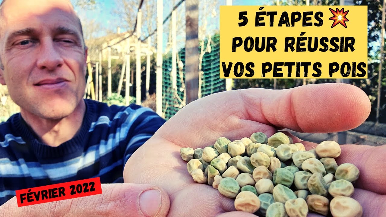 Comment réussir ses p'tits pois au potager 💥