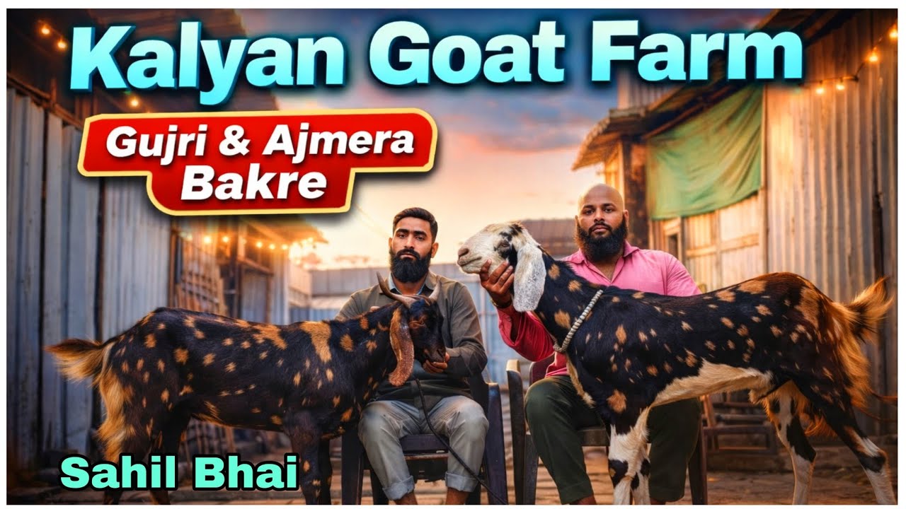 KALYAN GOAT FARM PAR RAMADAN SPECIAL OFFER #youtubevideos #viralvideos @AsimShaikh @alizasfarm998 