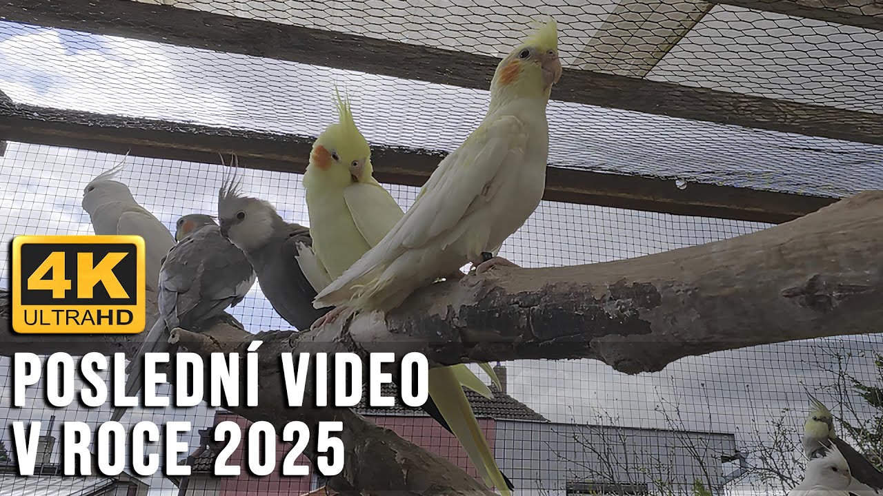 🔴[4K ] Poslední video v roce 2025! 🐾 #KorelaChocholatá │KorelyEu