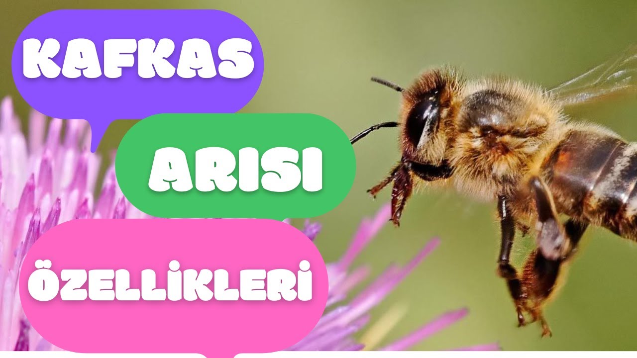KAFKAS ARISININ ÖZELLİKLERİ VE YETİŞTİRİCİLİĞİ | KÖYDE ARICILIK | SAKARYA