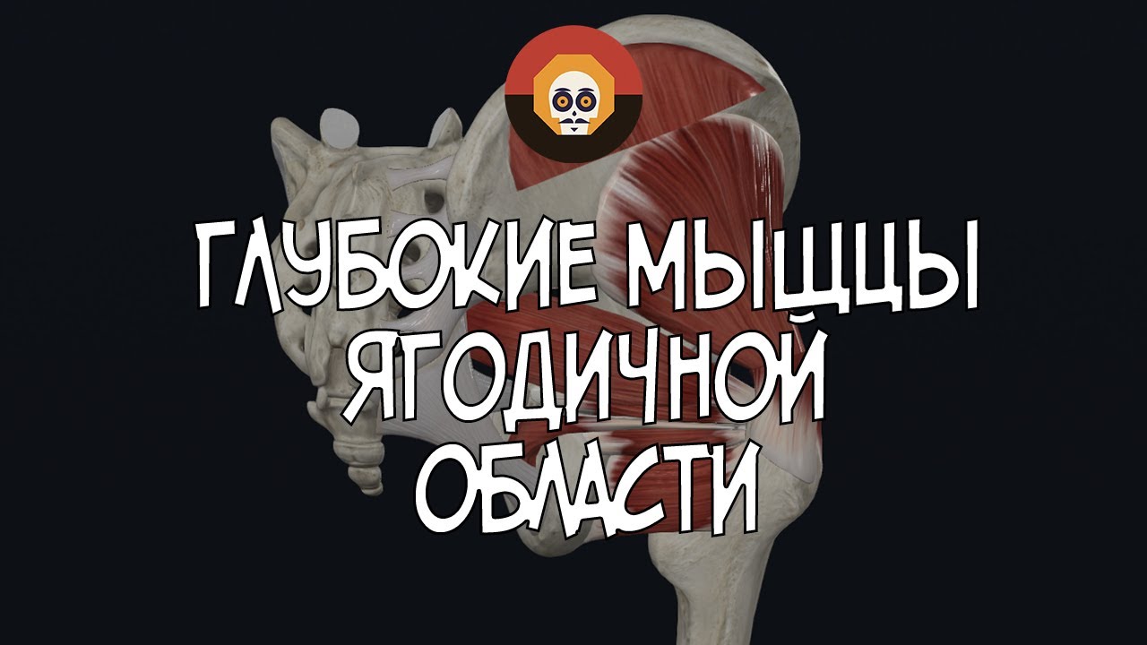 Глубокие мыщцы ягодичной области 3D Анатомия