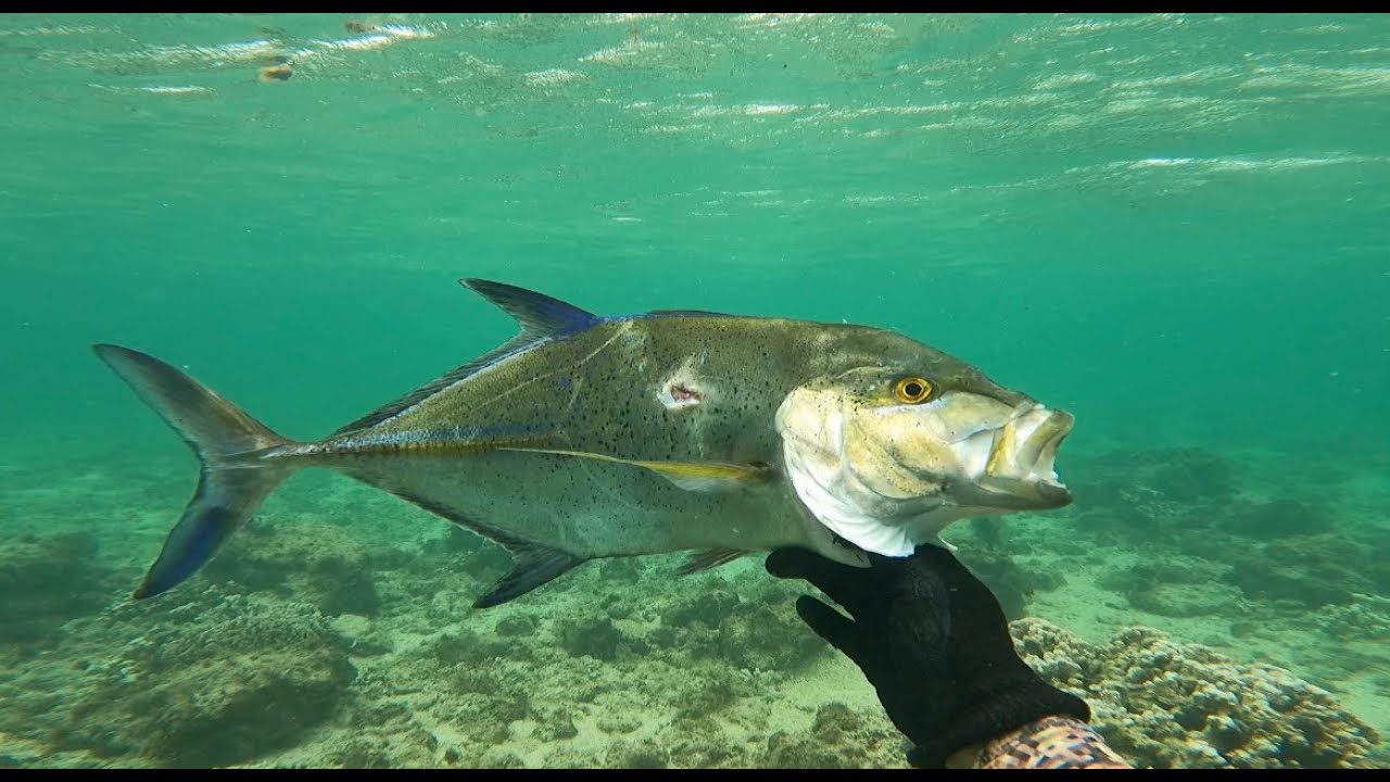 Shallow Water OMILU Action - Spearfishing Hawaii 2023