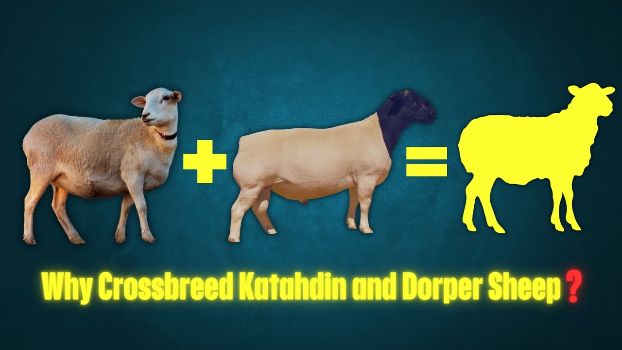 Can Crossbreeding Katahdin and Dorper Sheep Really Improve Your Flock?