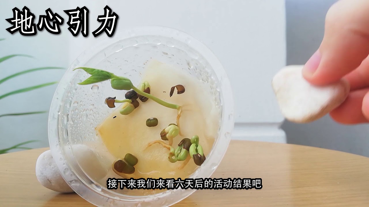 四年级 科学 第四课 植物对外来刺激产生的反应【活动和观察结果】