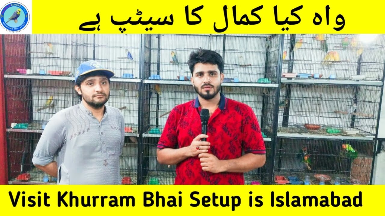 khuram bhai lovebirds setup | khuram bhai Islamabad wala | lovebirds collection |