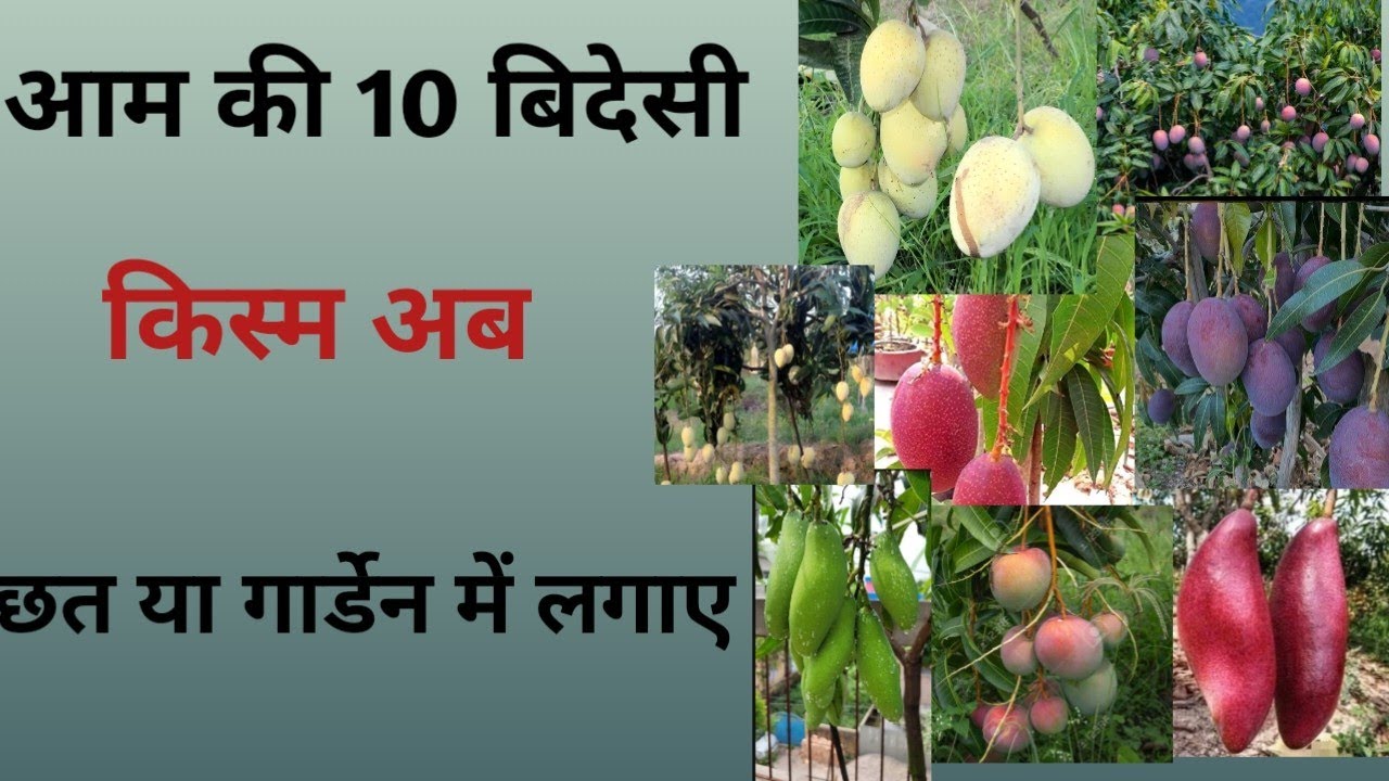 Top 10 Best imported mango Verity rooftop garden