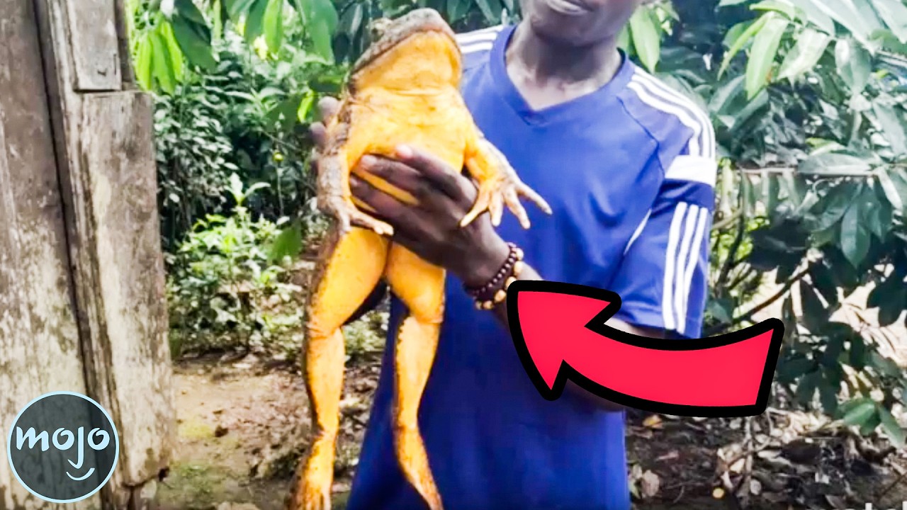 Top 20 Giant Creatures on Earth