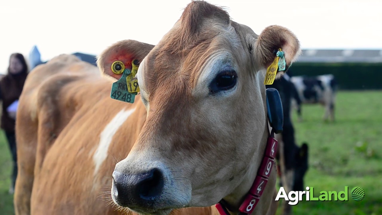 Teagasc robotic milking herd update
