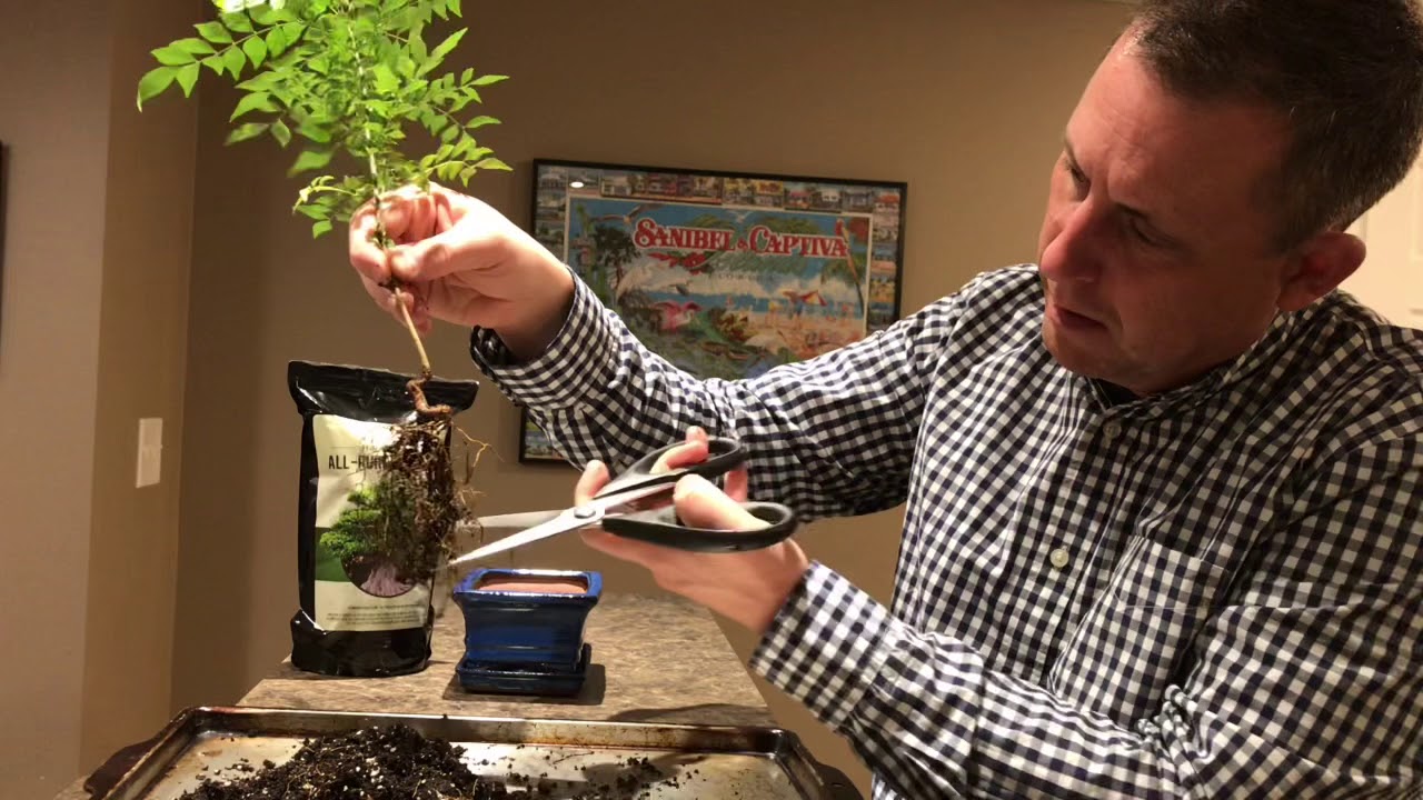 Bonsai: Starting Curry Leaf Plant