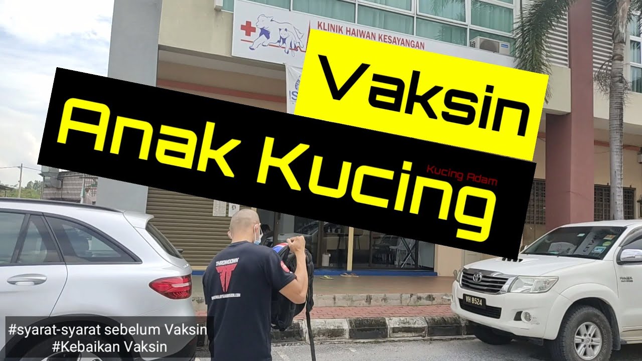 Vaksin Anak Kucing Kali Pertama #KucingAdam #BuluKucingLebat #AnakKucing #VaksinKucing